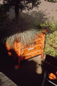 Pflanze im Außenbereich