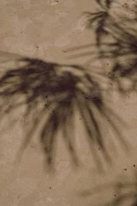 Schatten von Palmen auf dem Boden