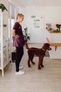 Ein Pudel mit seiner Halterin beim Tierarzt