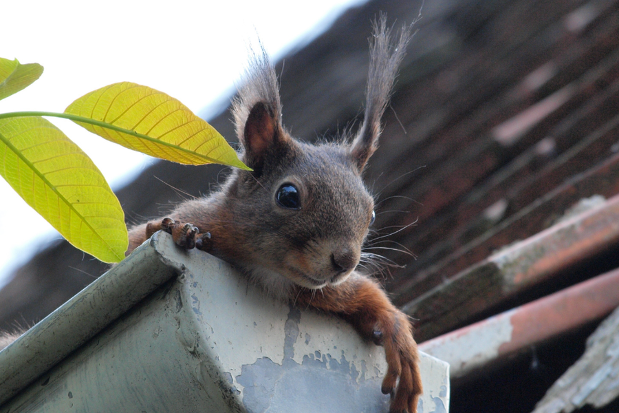 A red squirrel peers over the edge of a weathered metal rain gutter at a roofline, with green leaves in the foreground.