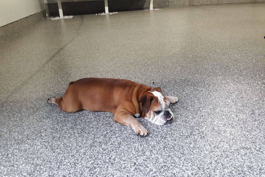 English bulldog lying on a speckled gray epoxy-coated garage floor with a smooth, evenly finished surface.