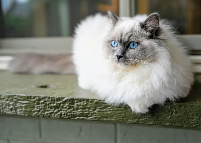 Ragdoll