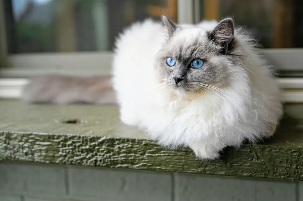 Ragdoll
