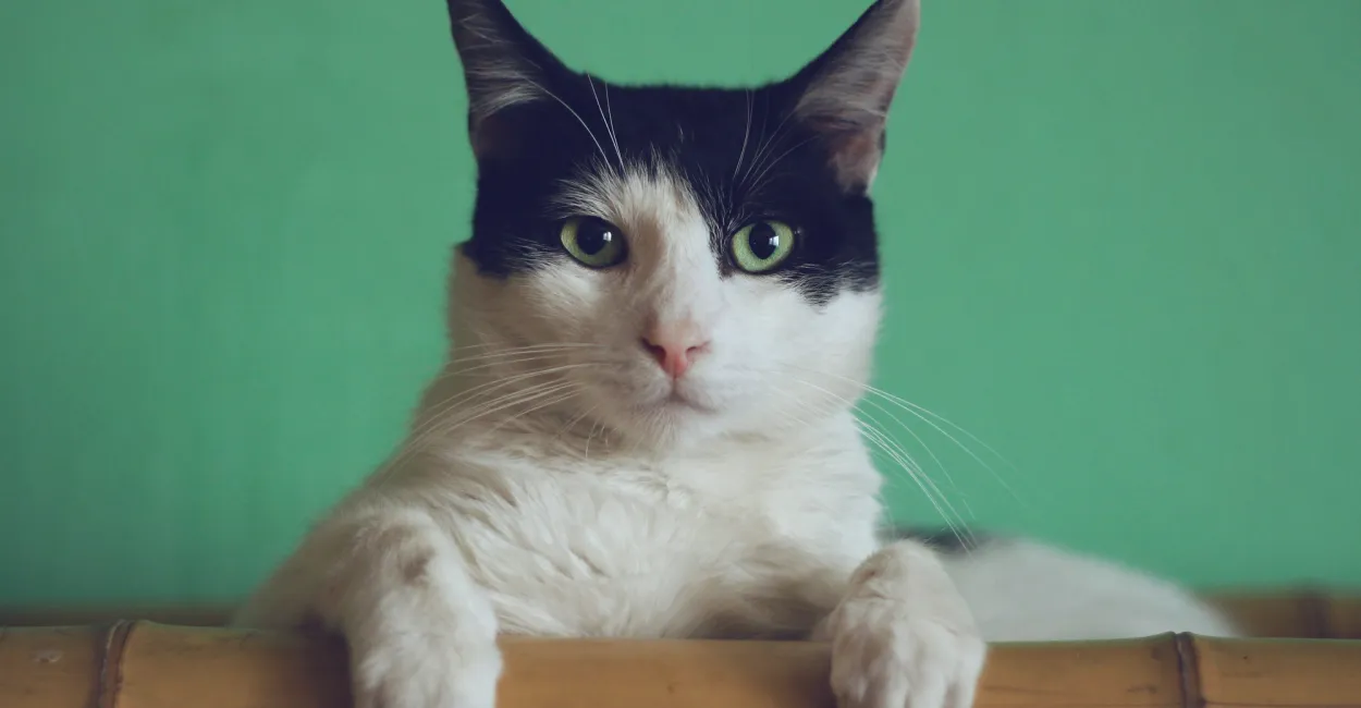 När ska man försäkra sin katt?