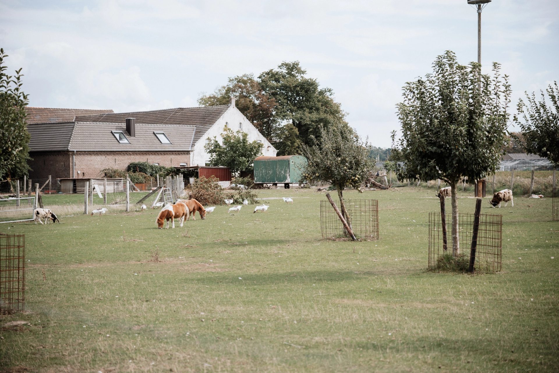 Weide mit Ponys vor dem Hof in Straelen, am Tag der Hochzeit von Merve und Timur