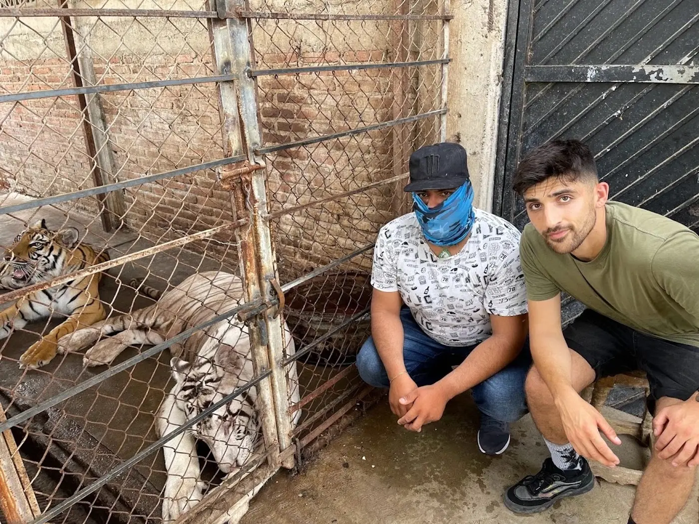Ben Zand crouching beside a masked man in front of a cage holding a white tiger and a Bengal tiger