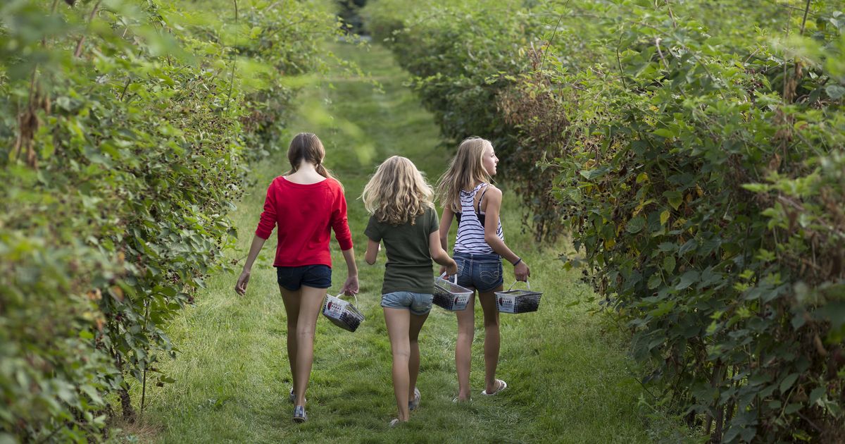 9 UPick Berry Farms to Visit Near Vancouver Destination Vancouver