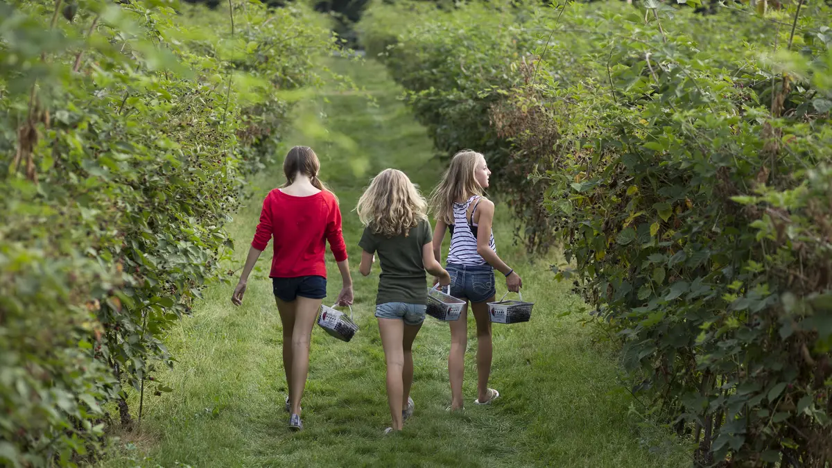 Berry picking at Krause Berry Farms in Langley