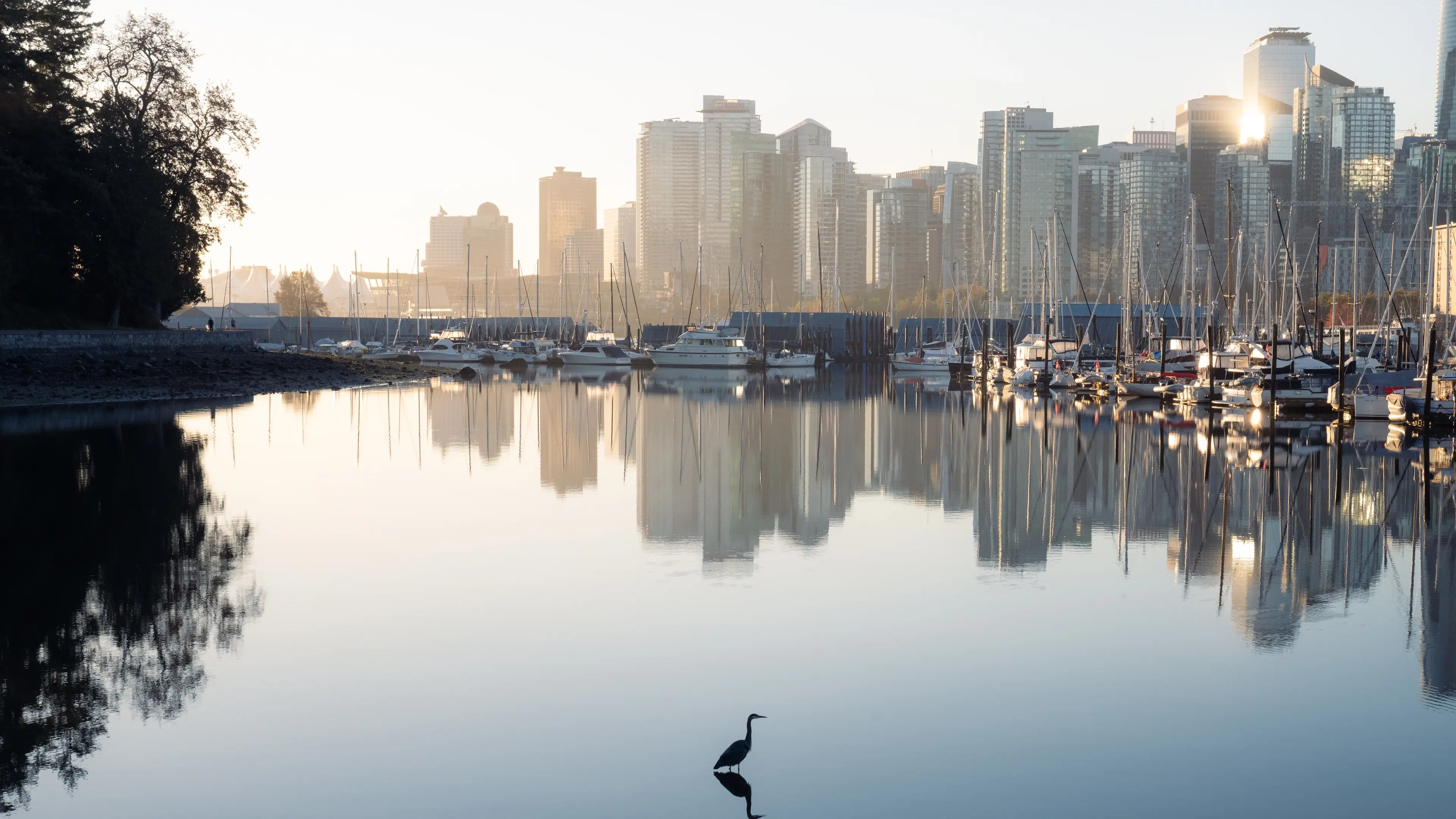 Scenic shot of a bird in calm water in Coal Harbour with boats and skyline in the background.