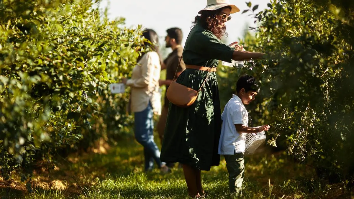 Where to Pick Your Own Berries Near Vancouver in Summer 2023