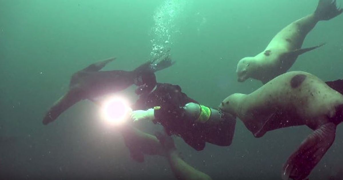 Scuba Dive in Vancouver’s Backyard Destination Vancouver