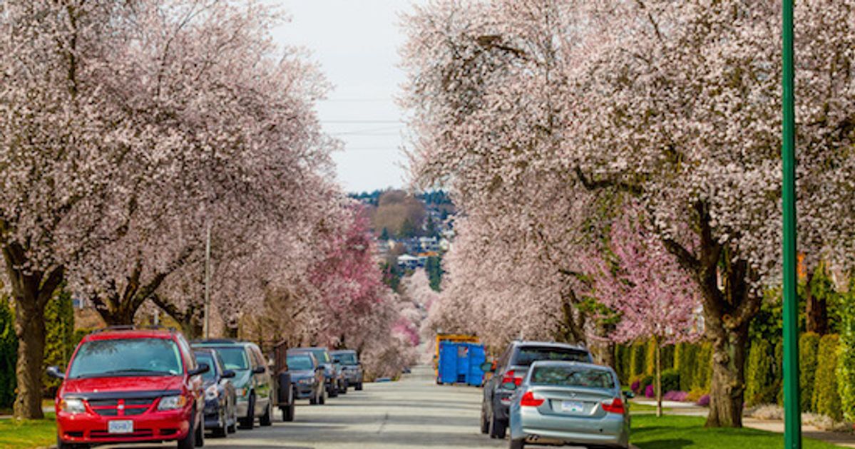 Got Trees? Get 10 Cherry Trees, Magnolias and More at Vancouver Tree