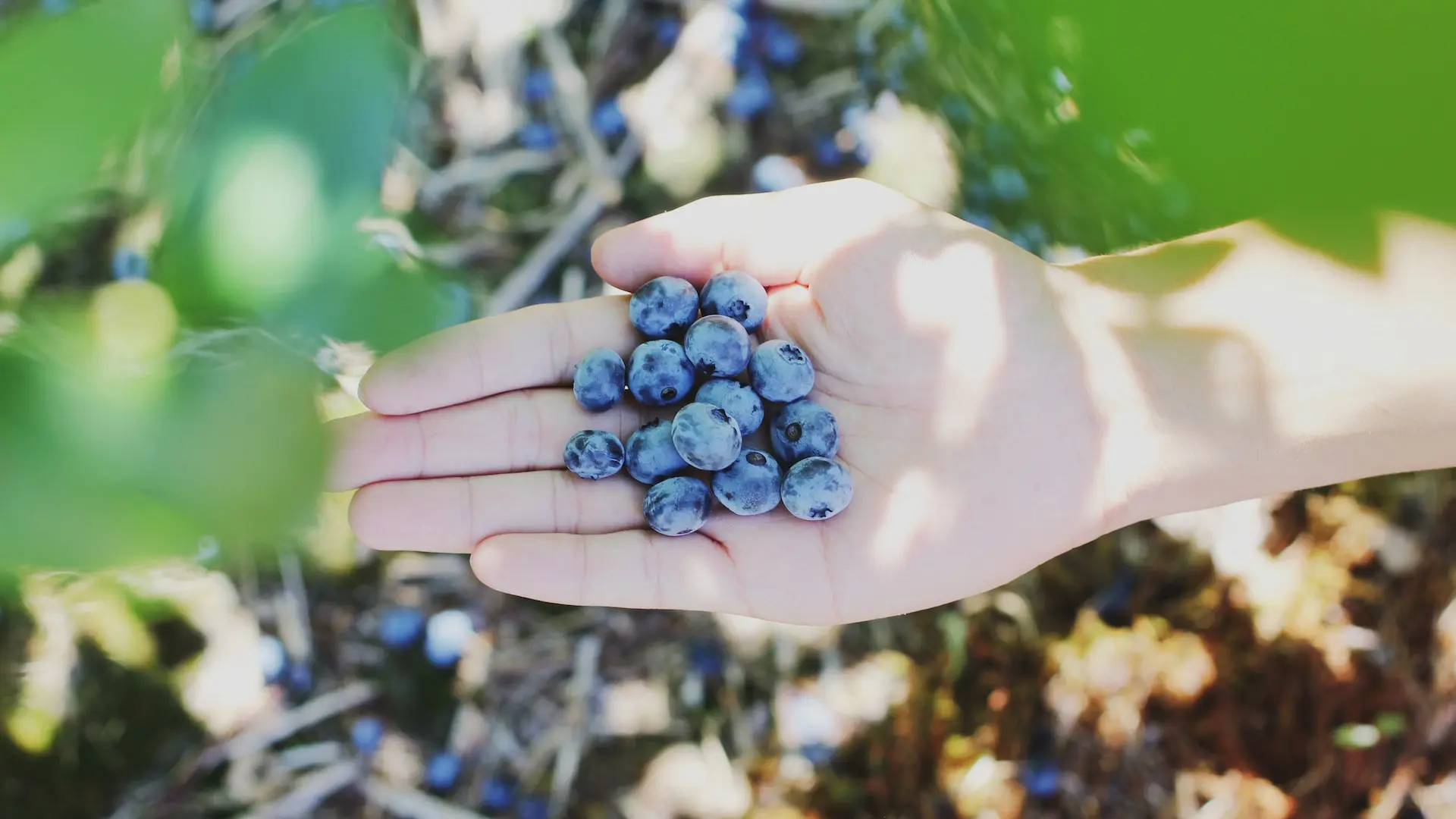 Picking blueberries