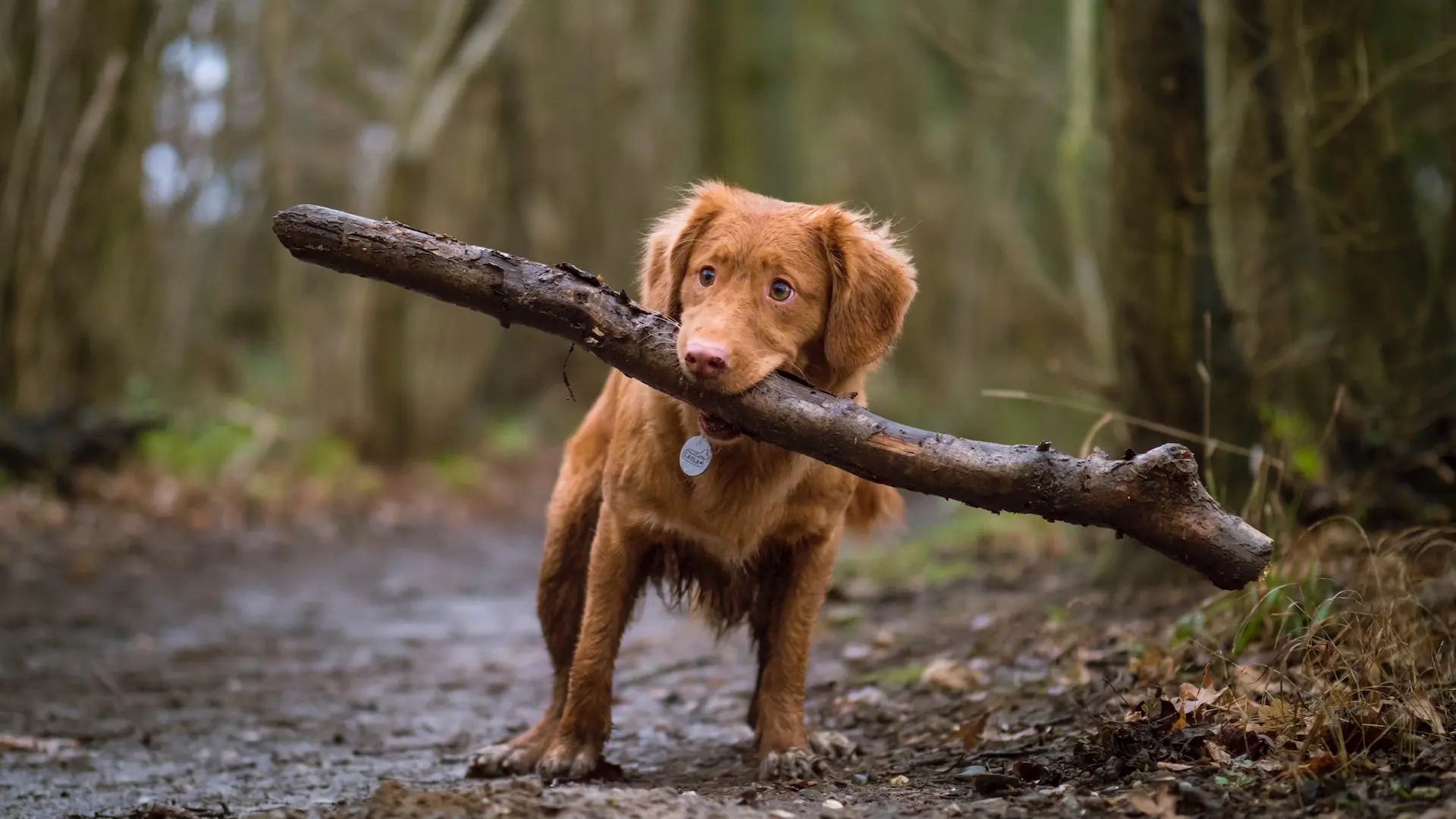 A dog carries a large stick on a forested hiking trail