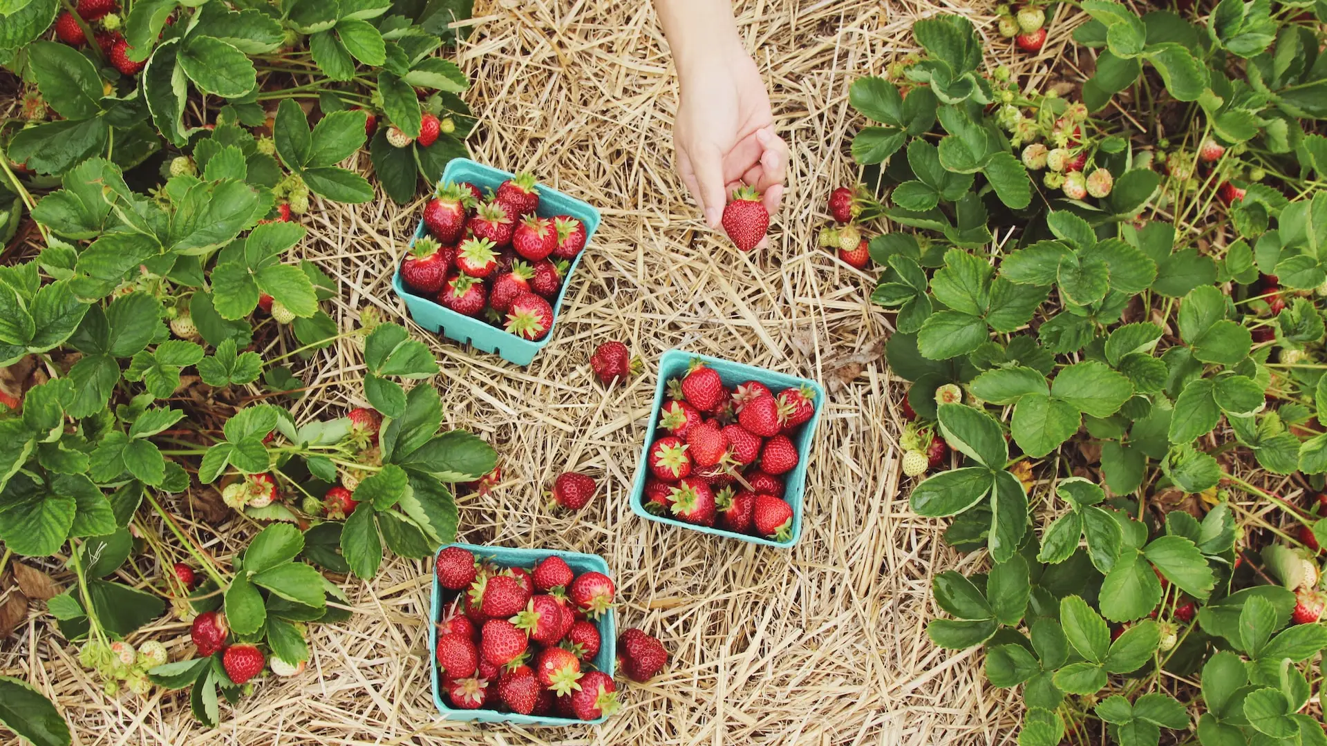 Strawberry picking