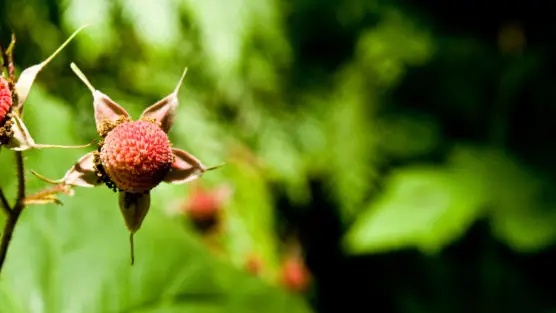 Indigenous Plant use | image by Kara Powers