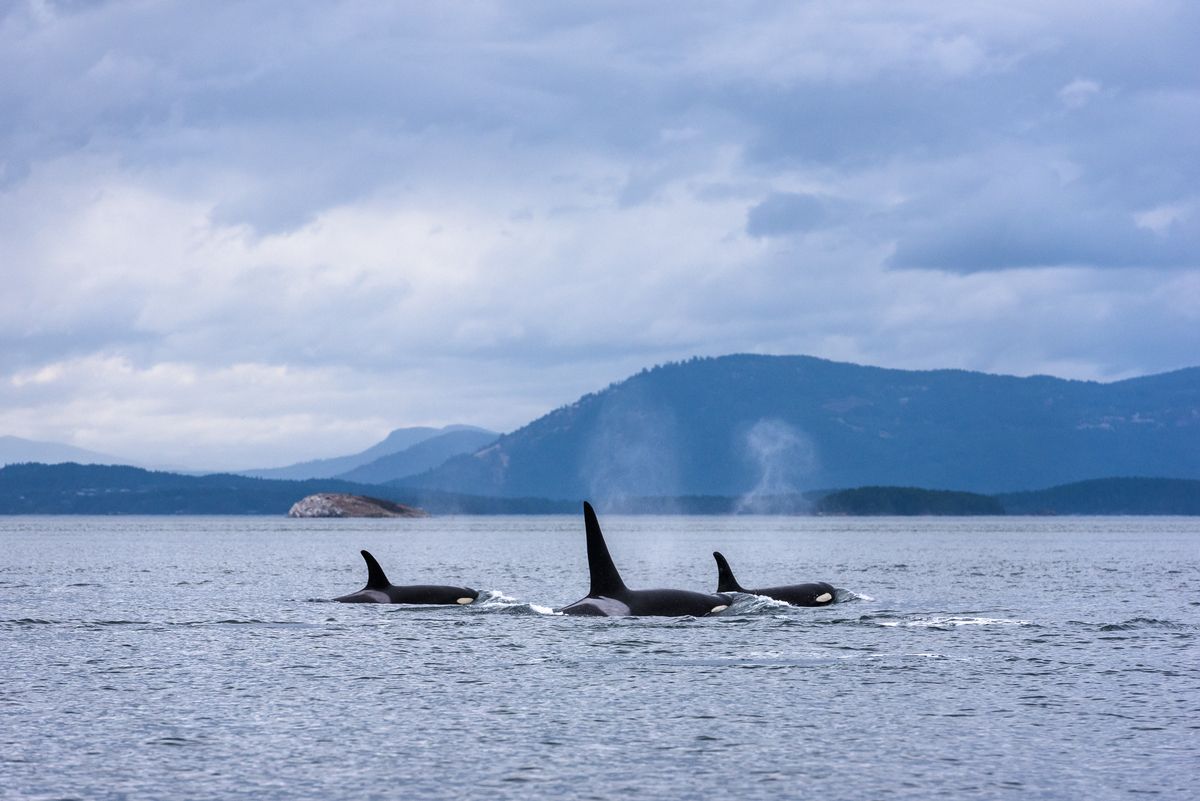 It’s Whale Watching Season in Vancouver – Everything You Need to Know ...