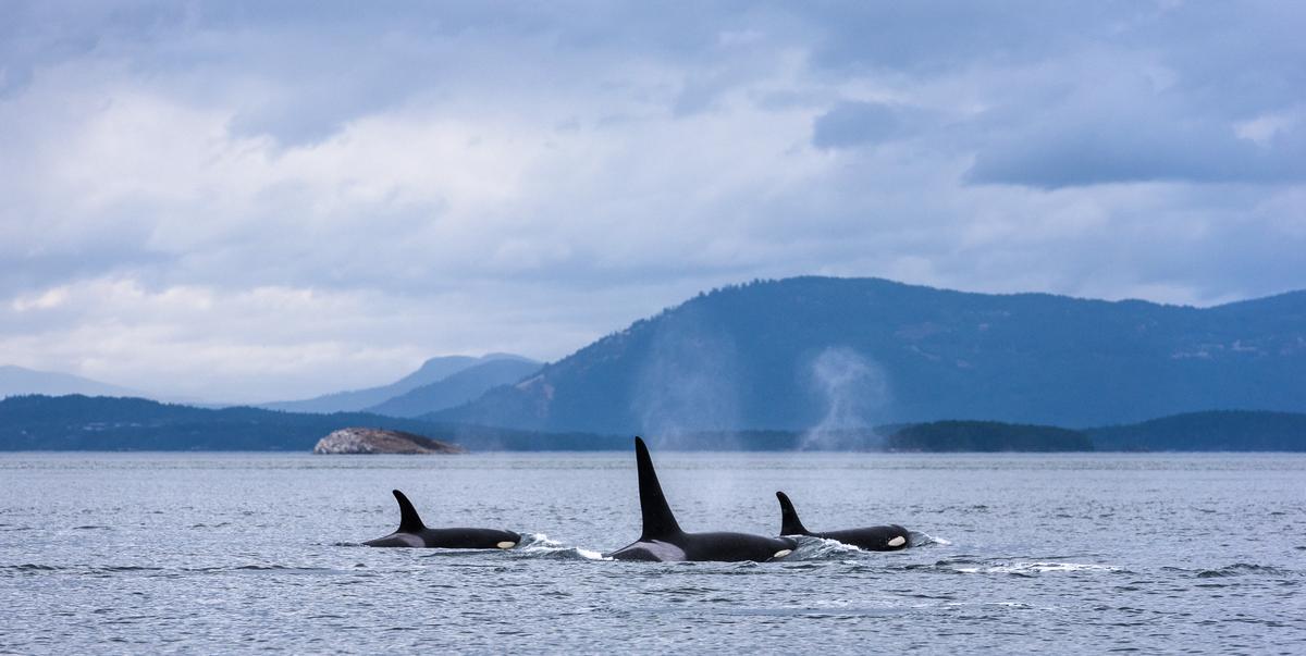 It’s Whale Watching Season in Vancouver – Everything You Need to Know ...