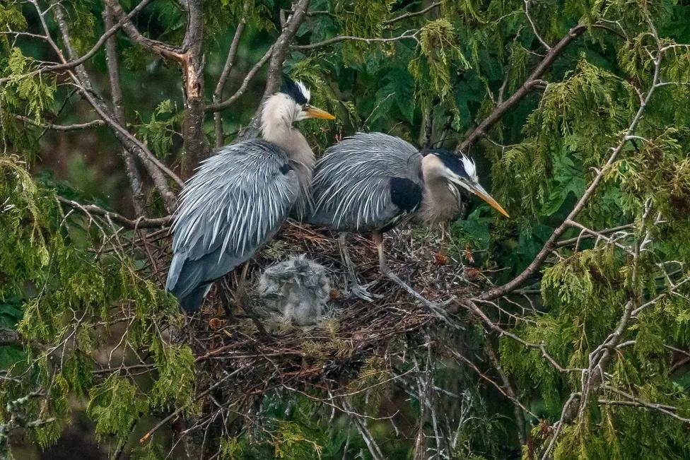 How to See Nesting Great Blue Herons in Vancouver Destination Vancouver