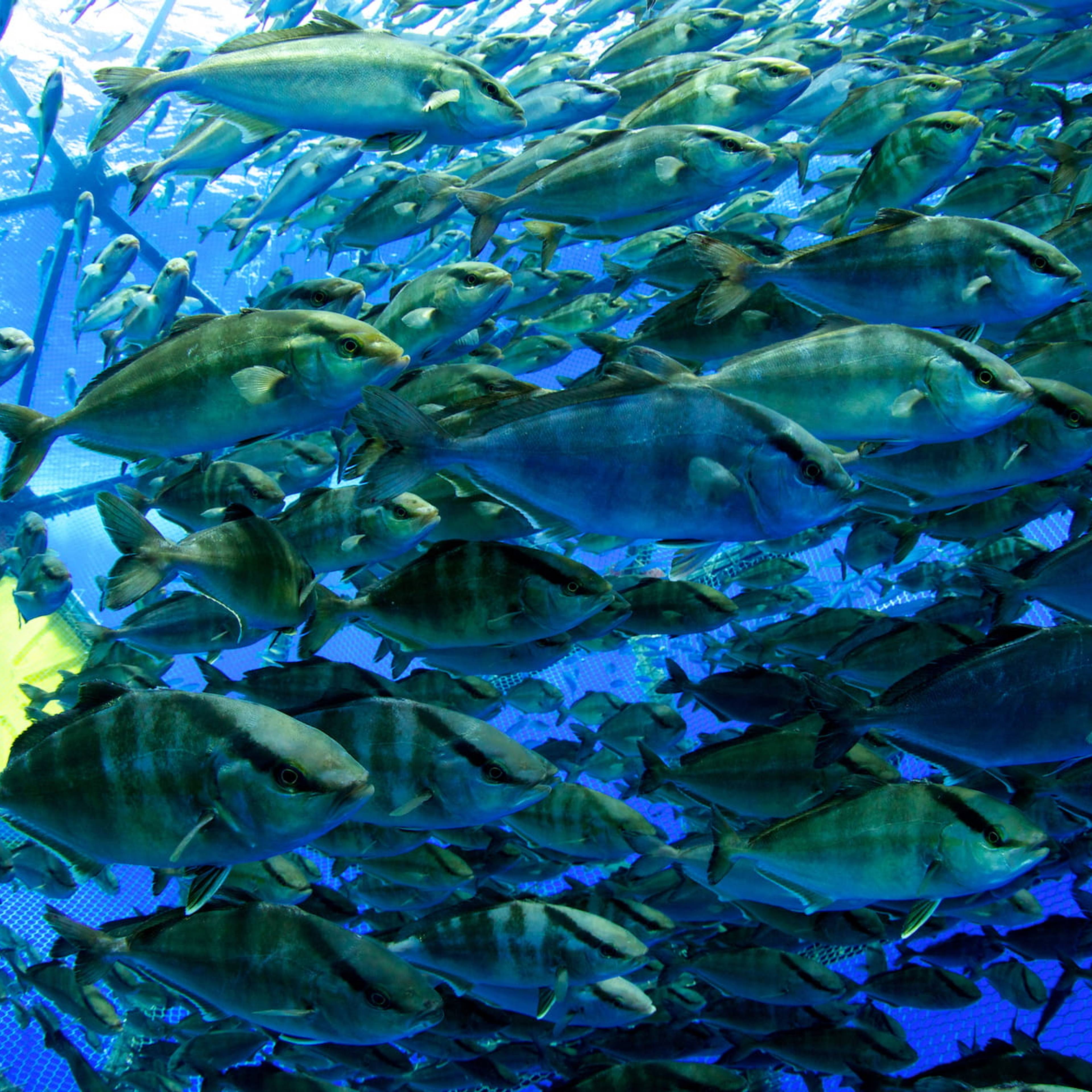 Scattered banner image