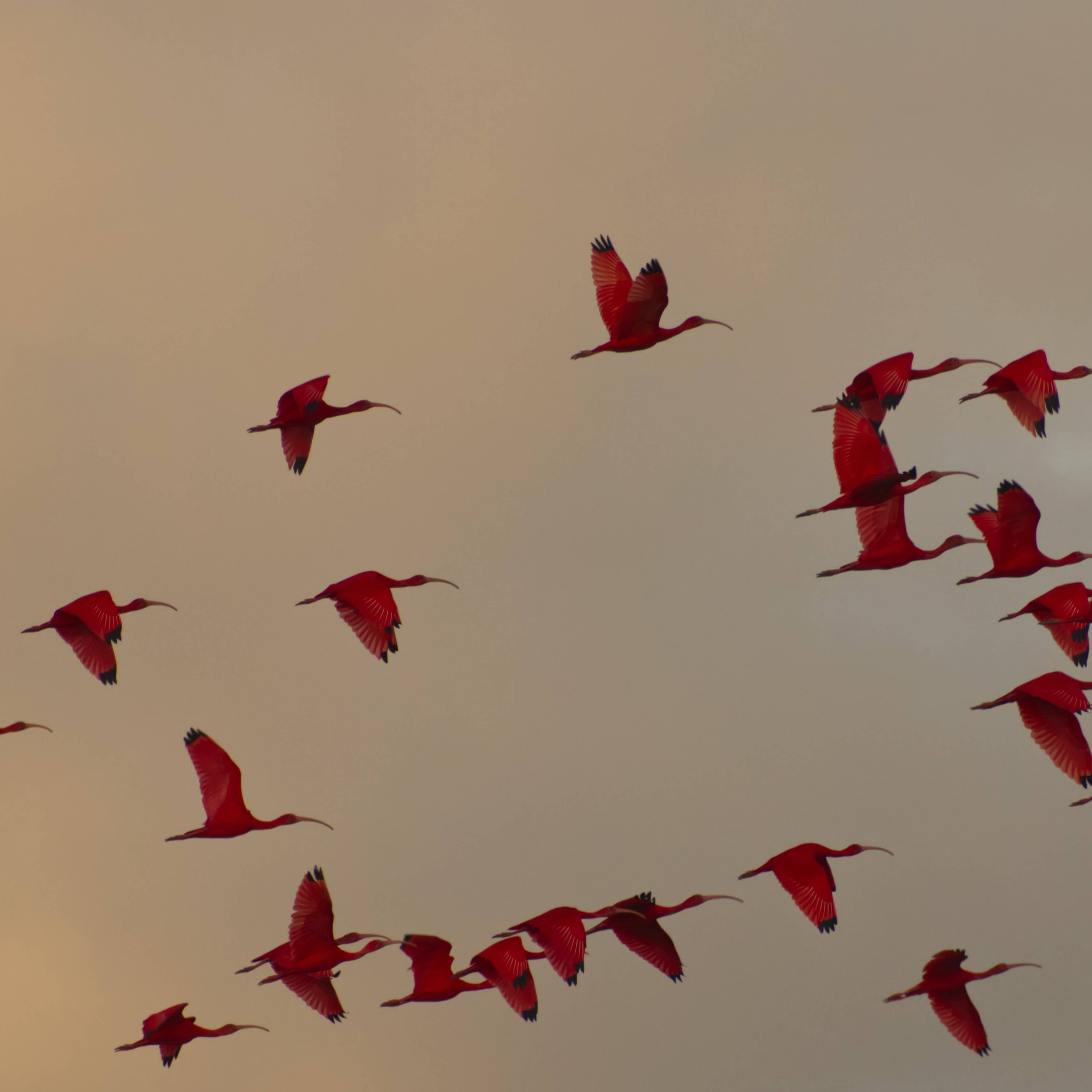 Listing fallback text