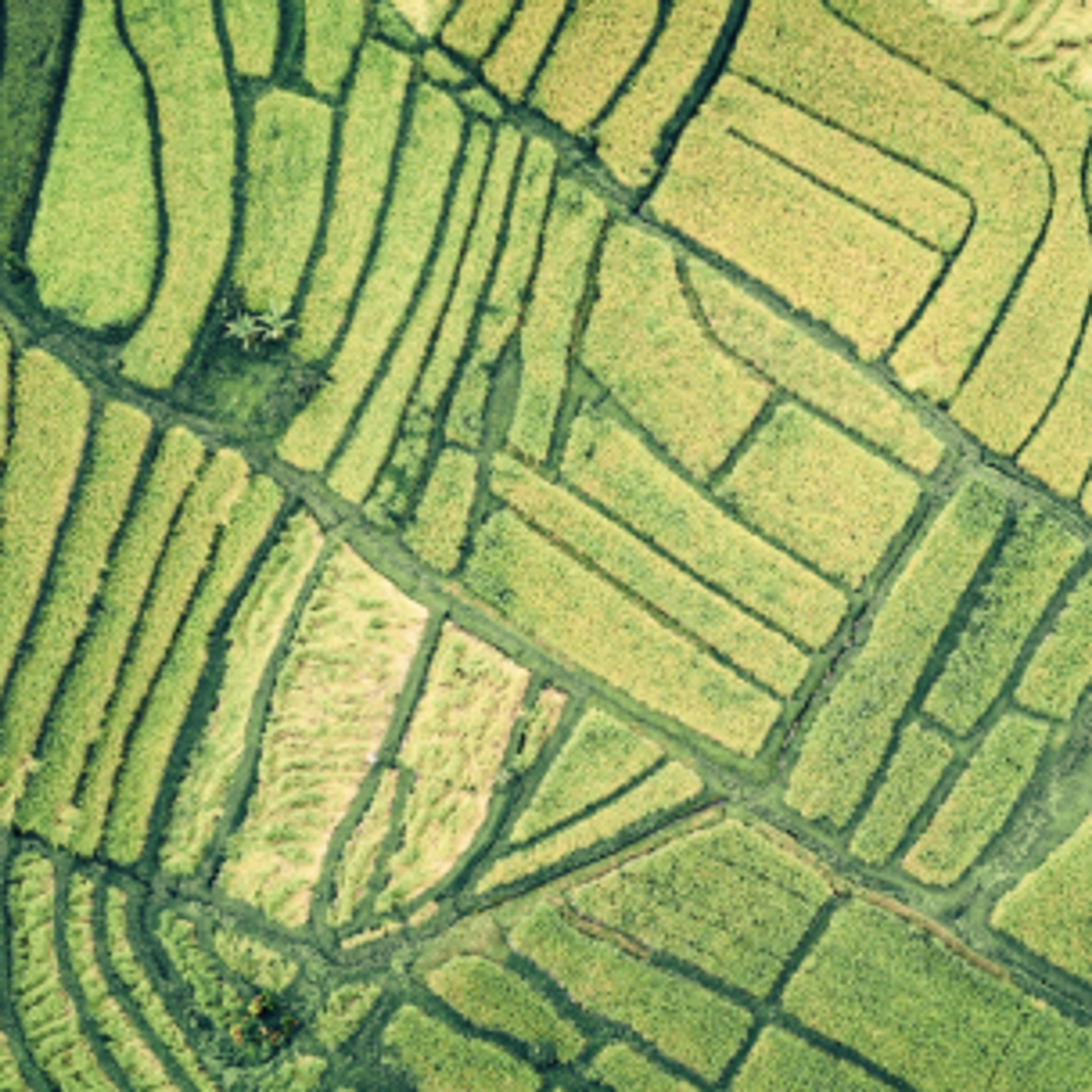 Scattered banner image