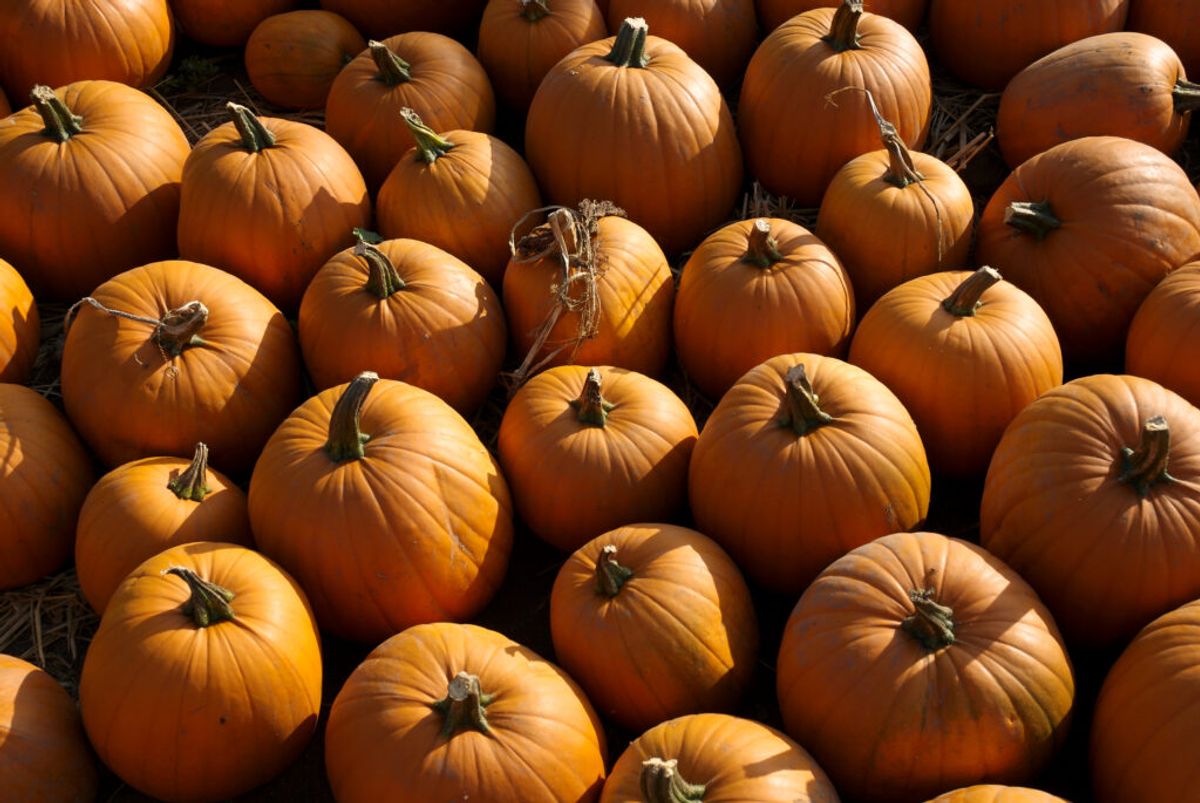 Pumpkin Patch in Colorado | 1276935 © Richard Thorp | Dreamstime.com