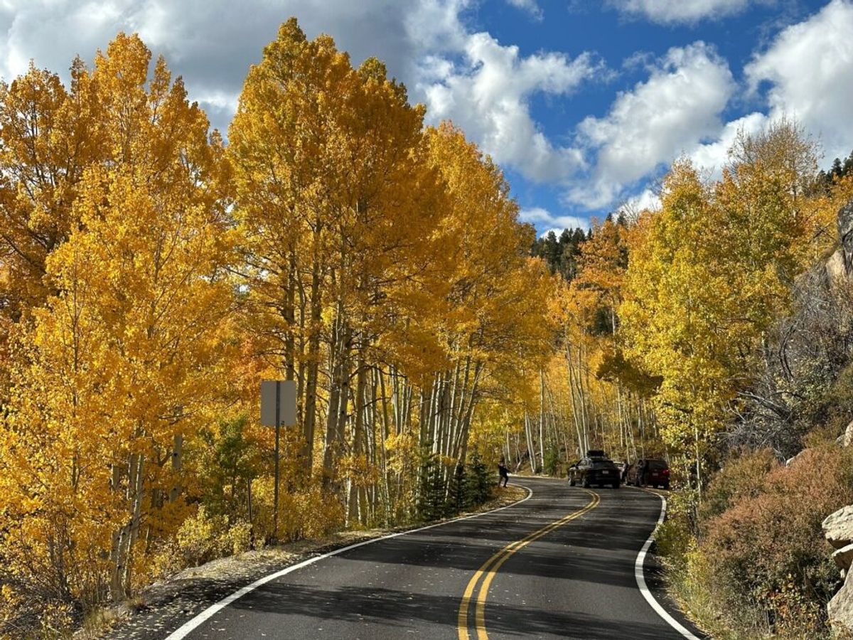 Fall Colors in Colorado | Photo Courtesy of Independence Pass Foundation