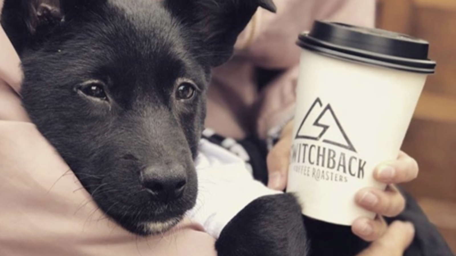 10 Dog-Friendly Restaurants & Breweries in Colorado Springs You'll Love