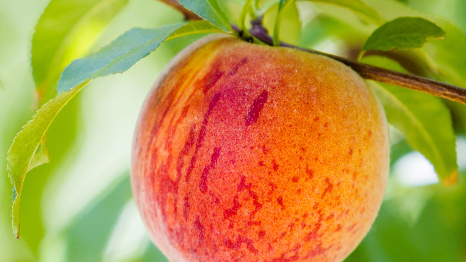 9 Famous Colorado Foods You Need to Try