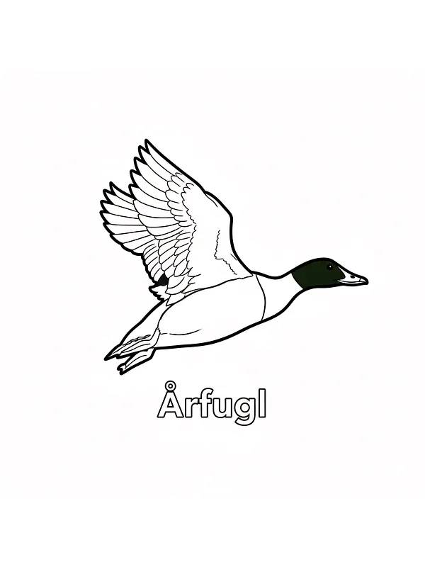 Årfugl i flukt, underkategori