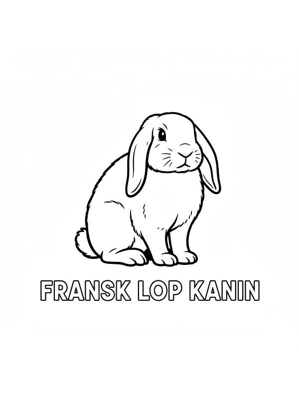 Fransk løpkanin