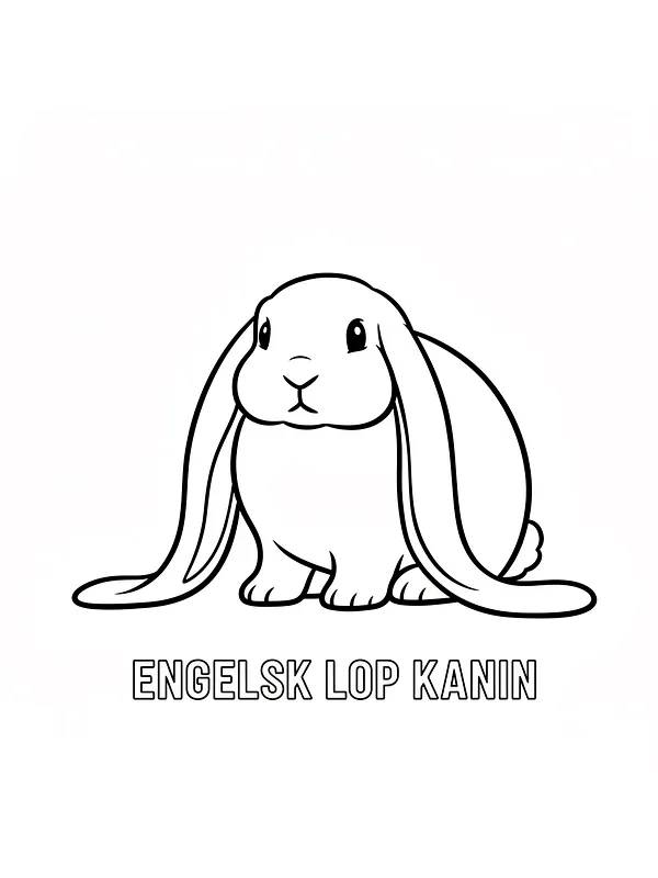 Engelsk lop kanin