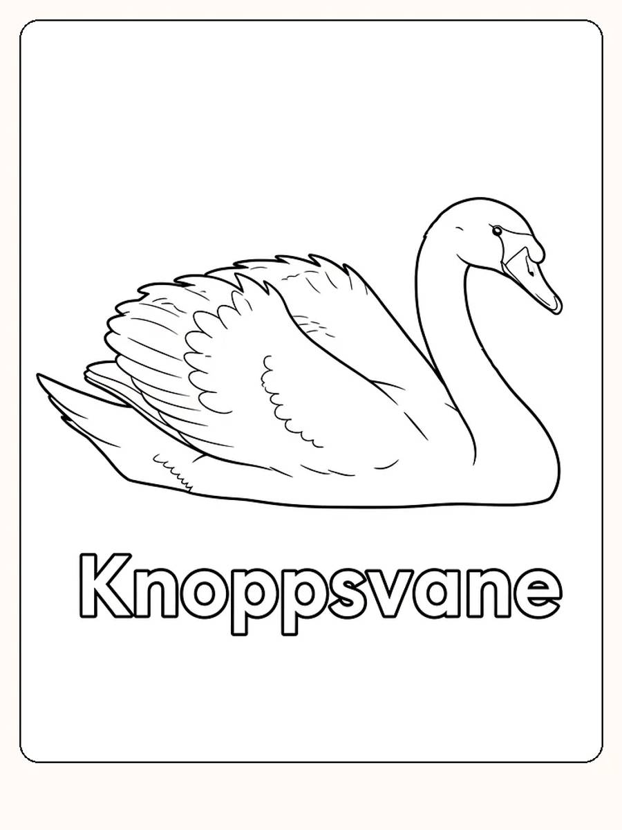 Fargeleggingstegning av en knoppsvane, klar til utskrift og fargelegging