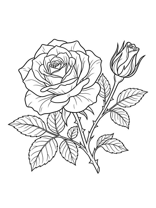 Rose i full blomst med roseknopp