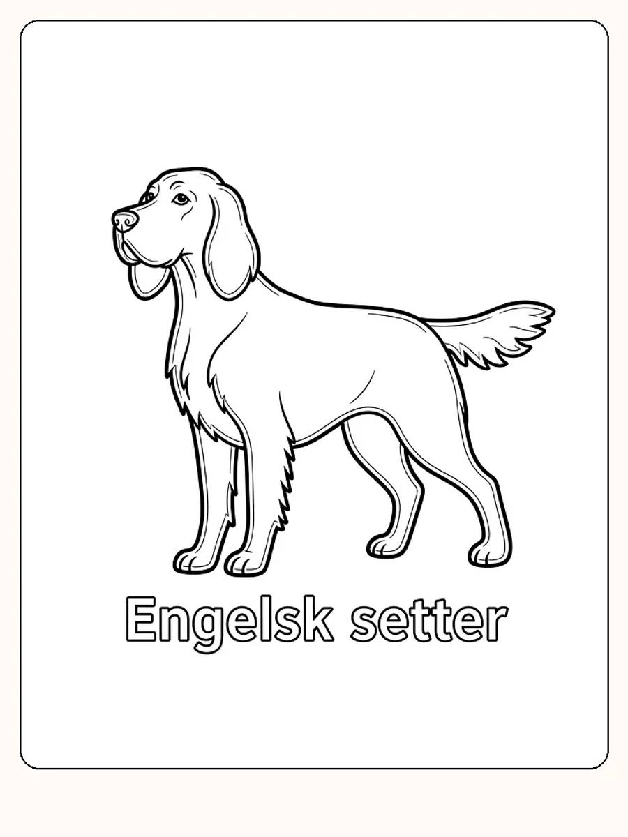 Fargeleggingsark av engelsk setter som står stolt