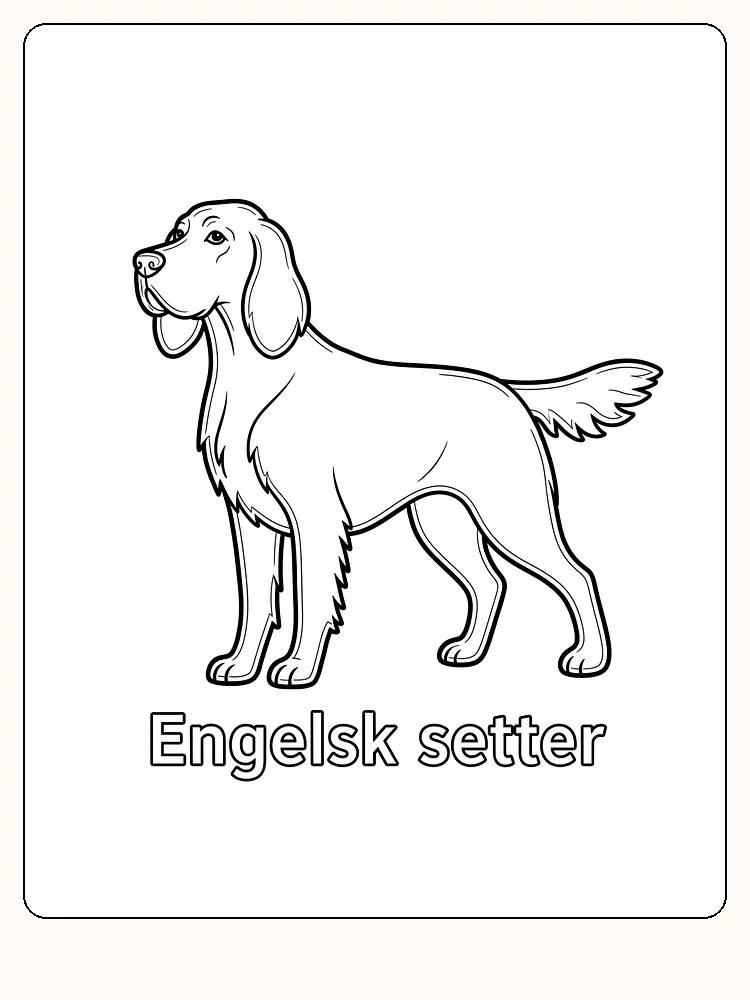 Fargeleggingsark av engelsk setter som står stolt