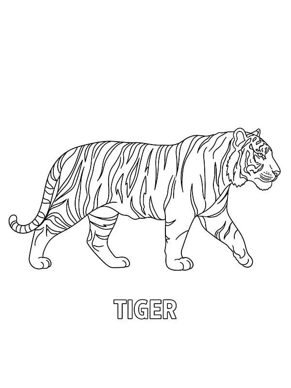 Tiger med striber, underkategori