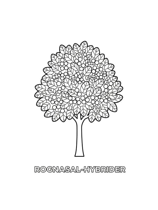 Rognasal-hybrider tre