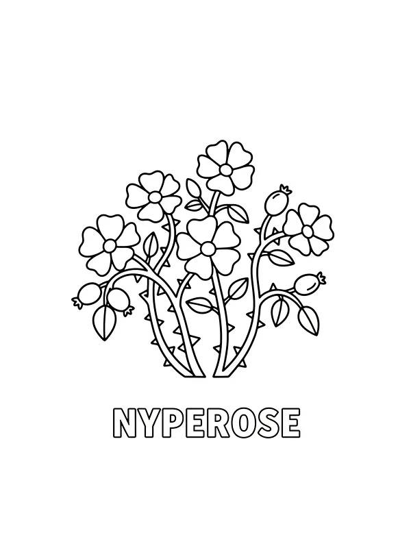 Nyperoser med blomster