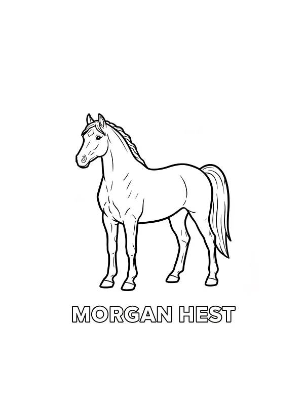 Morgan hest til fargelegging, underkategori