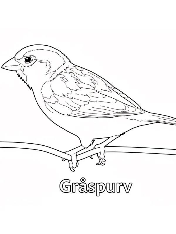 Gråspurv på grein, underkategori