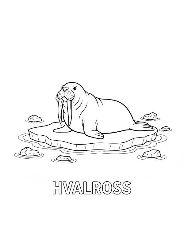 Hvalross på isflak, underkategori