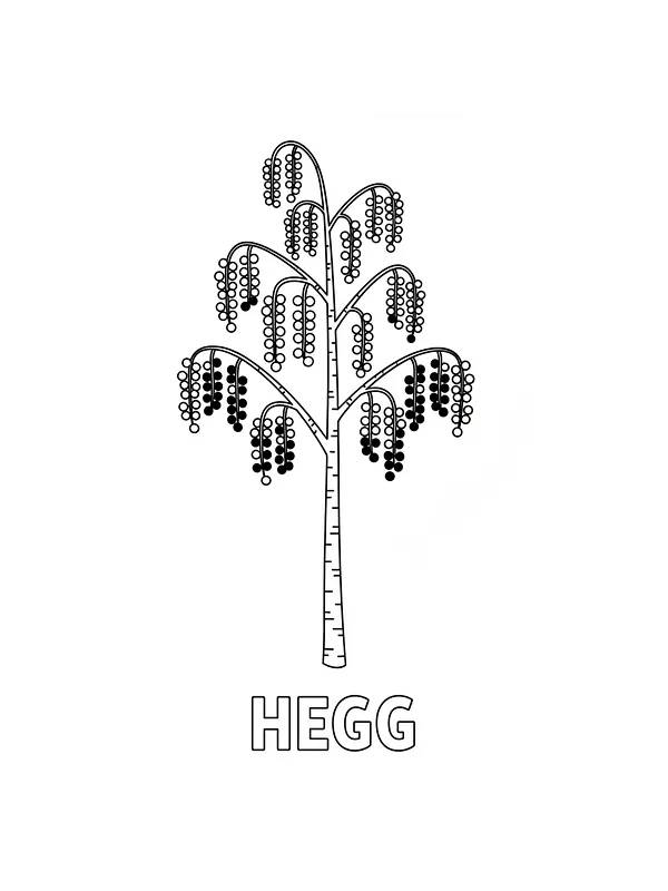 Heggtre med hengende blomster