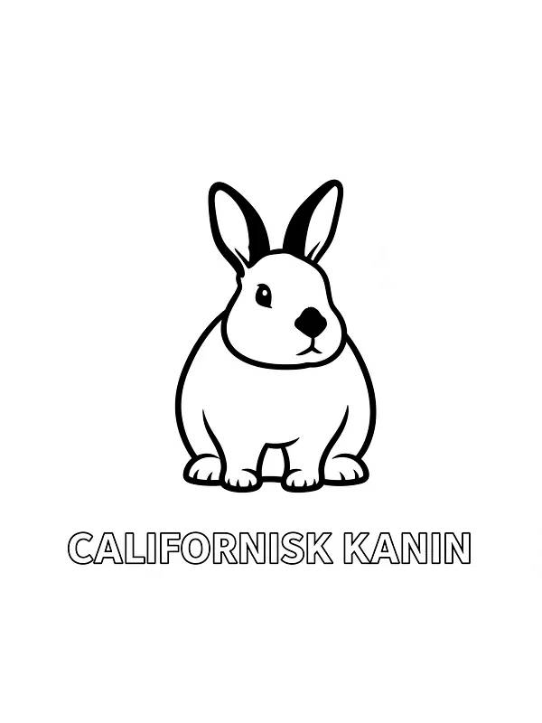 Californisk kanin for fargelegging