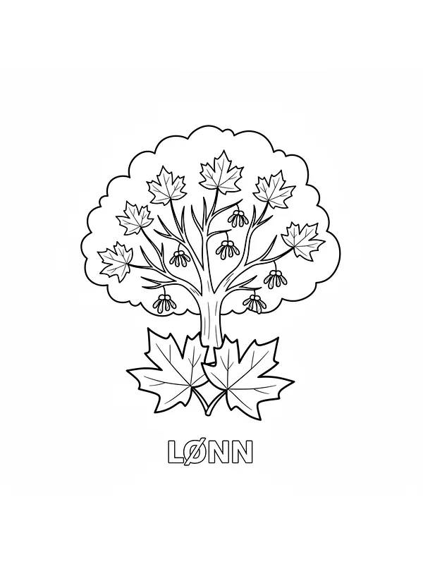 Lønnetre for fargelegging