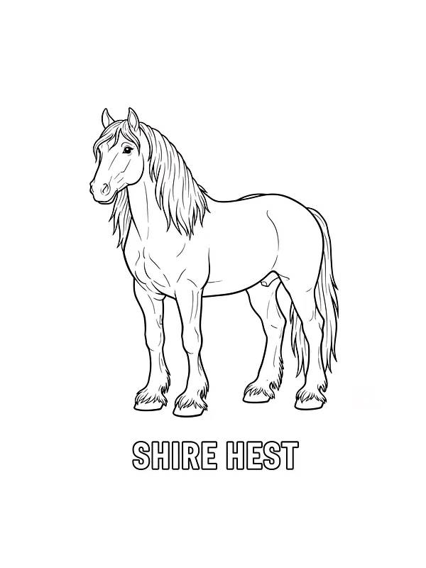 Shire hest for fargelegging, underkategori