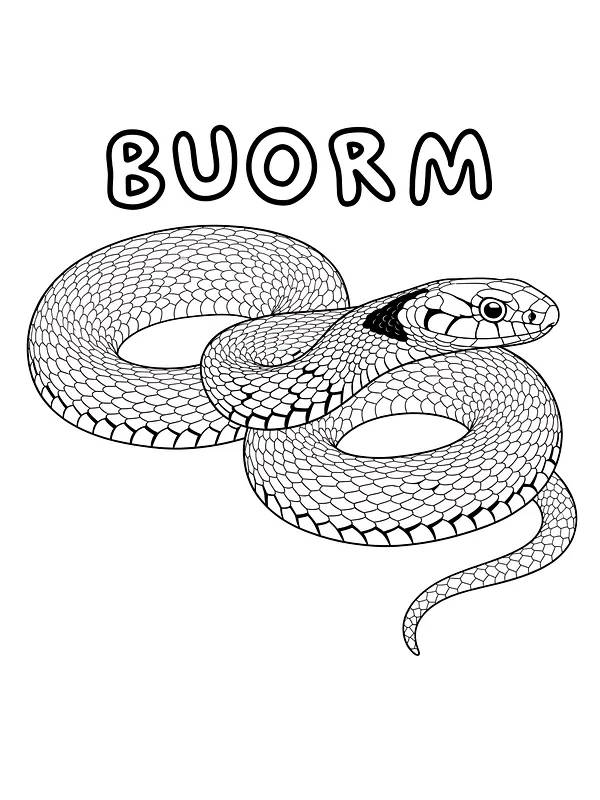 Buorm med detaljerte skjell