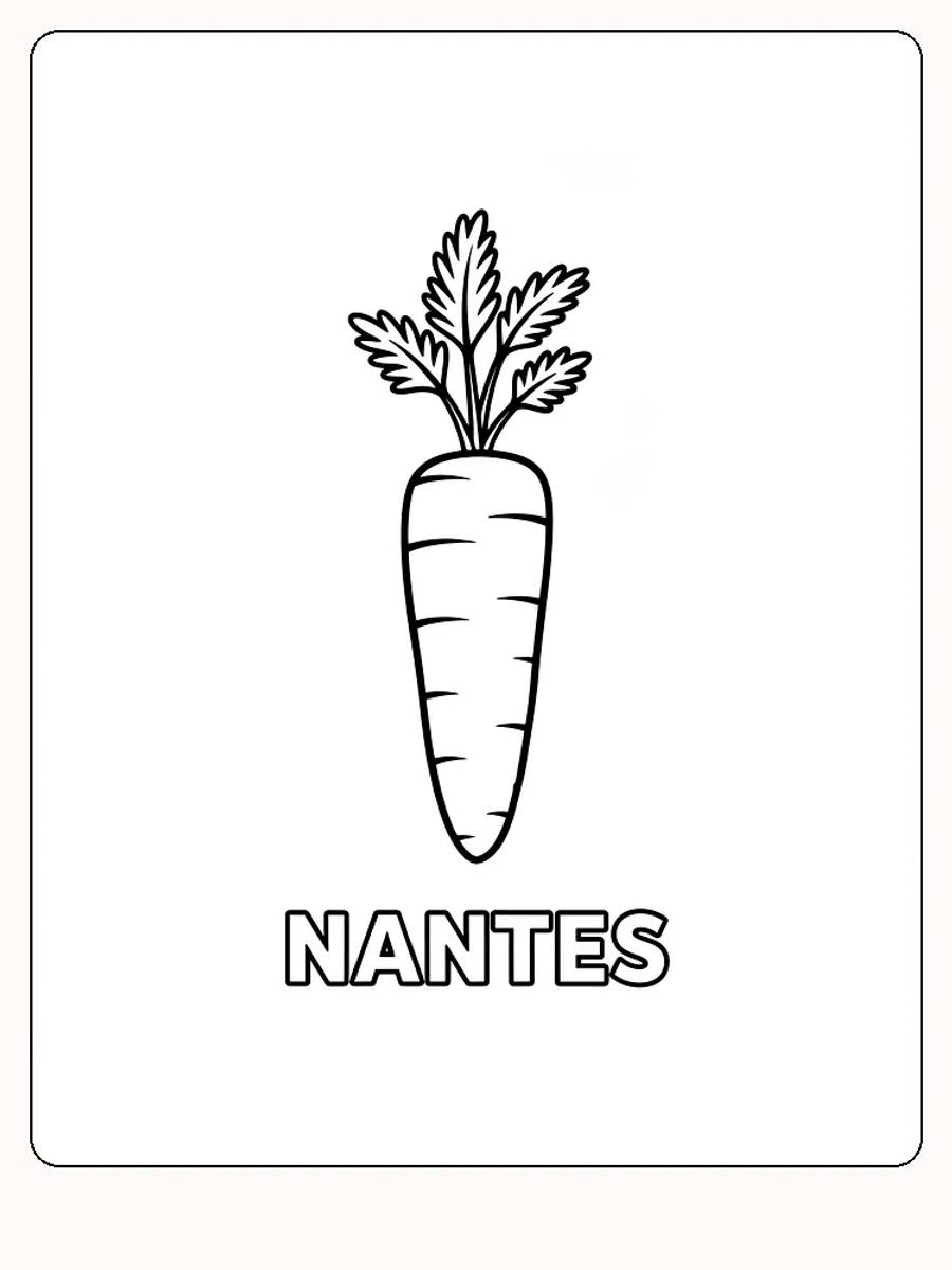 Billede af nantes-gulerod til farvelægning, klar til print
