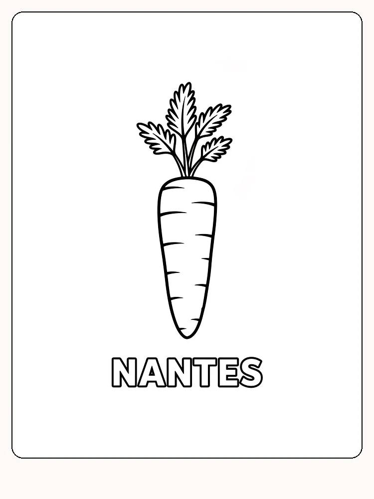 Billede af nantes-gulerod til farvelægning, klar til print